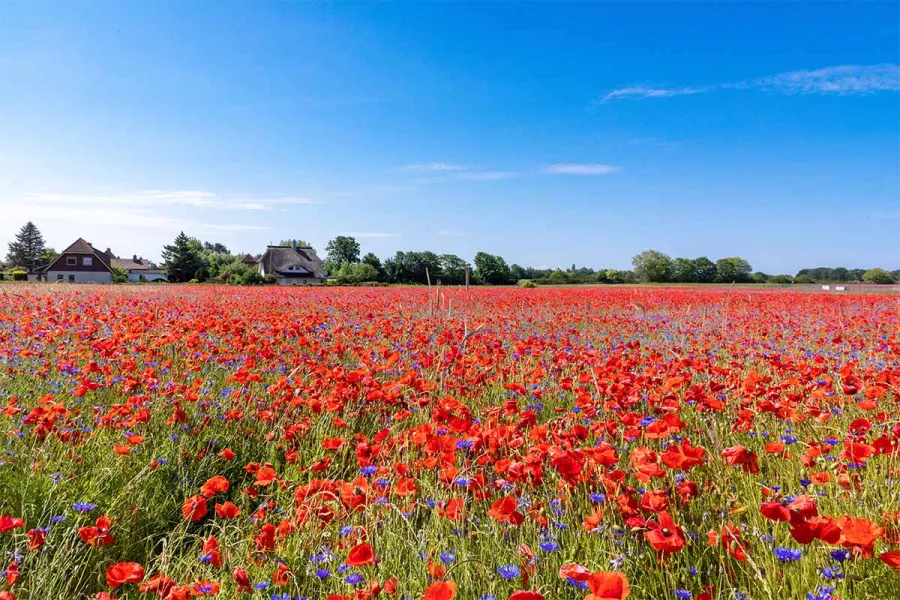 Weites Feld mit roten Mohnblumen und Kornblumen unter blauem Himmel nahe Ahrenshoop.