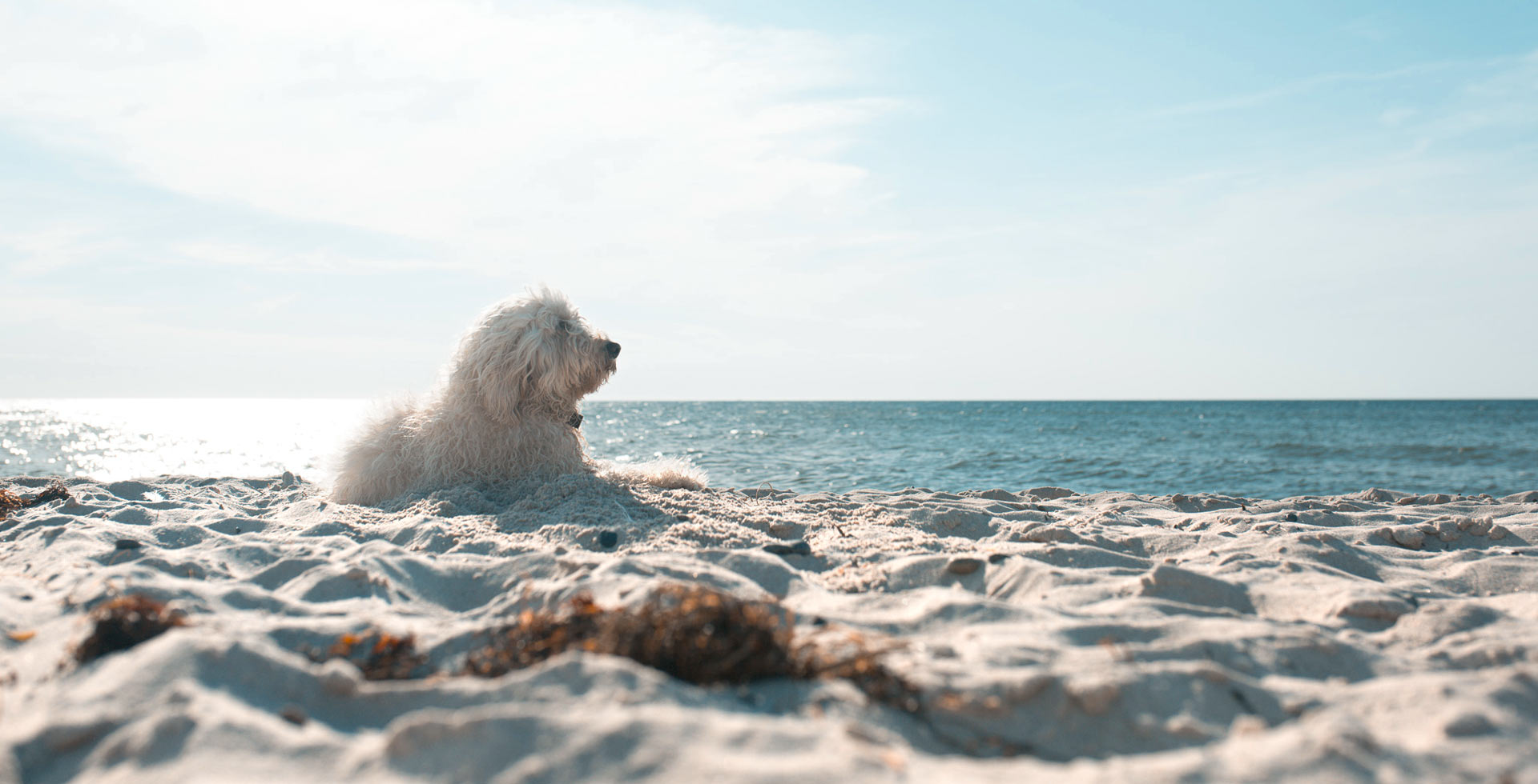 Hund ruht am Strand und blickt auf die Ostsee bei einem Urlaub mit Hund im THE GRAND Ahrenshoop.