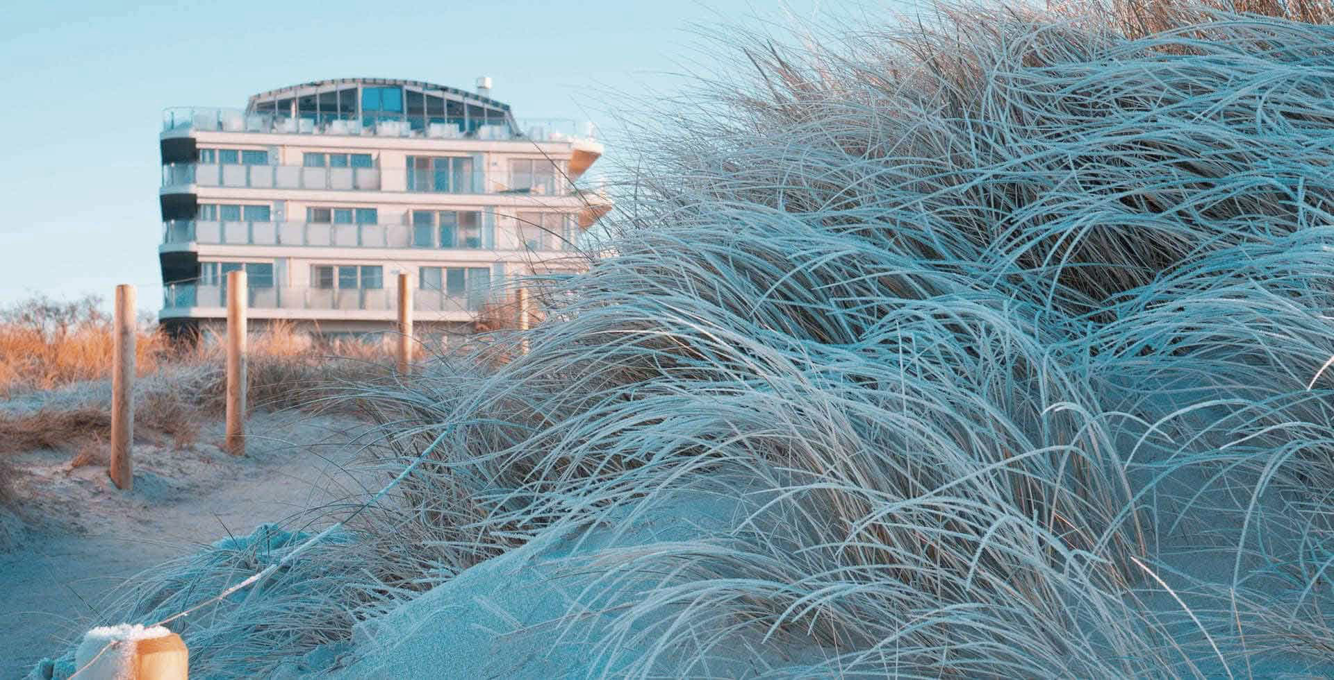 Dünenlandschaft mit Strandhafer vor dem THE GRAND Ahrenshoop auf Fischland-Darß-Zingst.